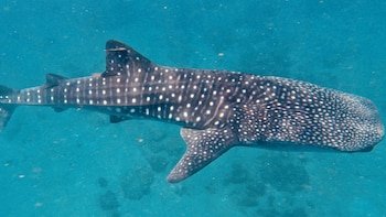 Pintuyan Dive Resort