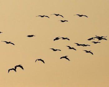 Camp Nkwazi