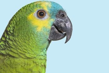 Guacamayo Ecolodge
