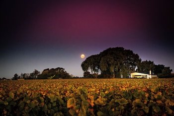 St Leonards Vineyard Cottages