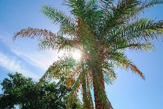 Oasis Resort Gulfport