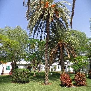 Canary Garden Club