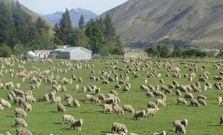 Dunstan Downs High Country Sheep Station
