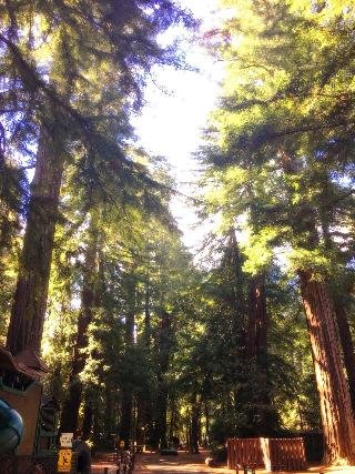 Redwoods River Resort And Campground