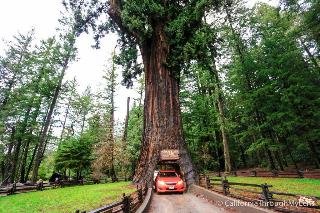 Redwoods River Resort And Campground
